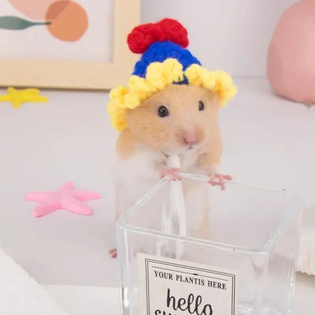 Chapéus de Malha Pequenos para Animais: Fantasias de Natal Adoráveis para Hamsters, Lagartos e Cobaias